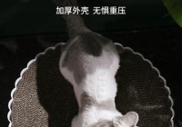 酷猫能看欧洲杯直播吗:酷猫能看欧洲杯直播吗知乎