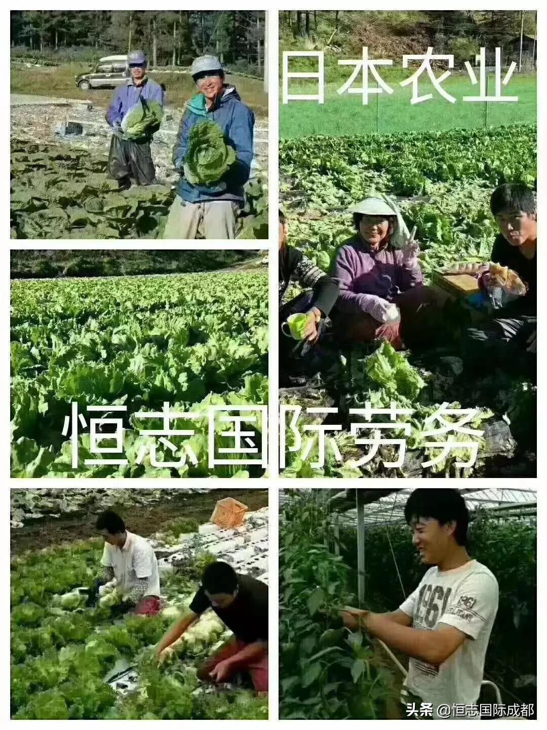 欧洲杯直播运营面试技巧:欧洲杯运营活动