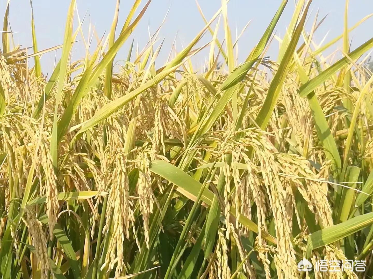 建湖哪里看欧洲杯直播:建湖哪里看欧洲杯直播比较好