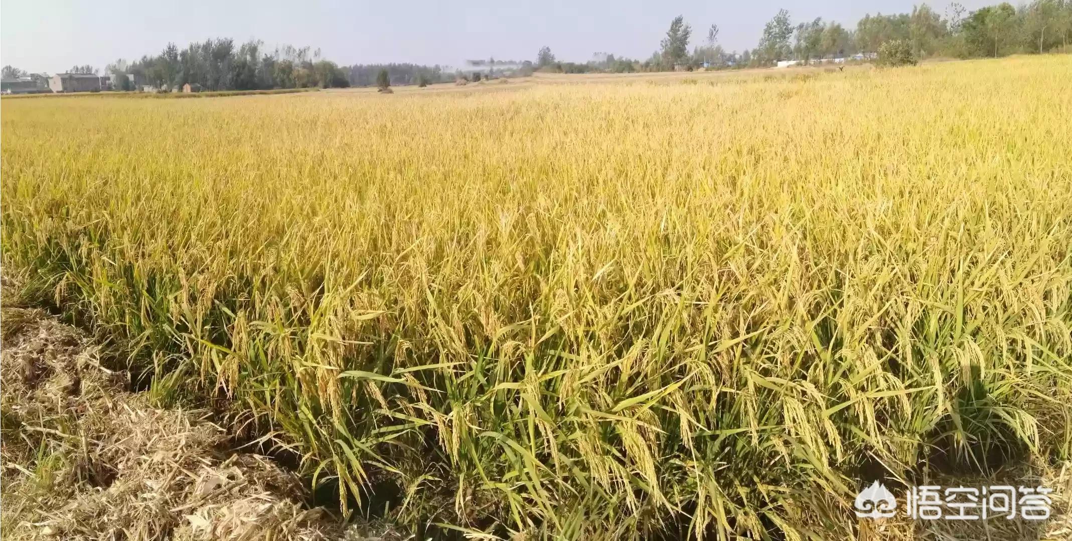 建湖哪里看欧洲杯直播:建湖哪里看欧洲杯直播比较好