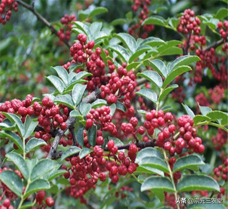 花椒直播可以看欧洲杯直播吗:花椒直播可以看欧洲杯直播吗知乎