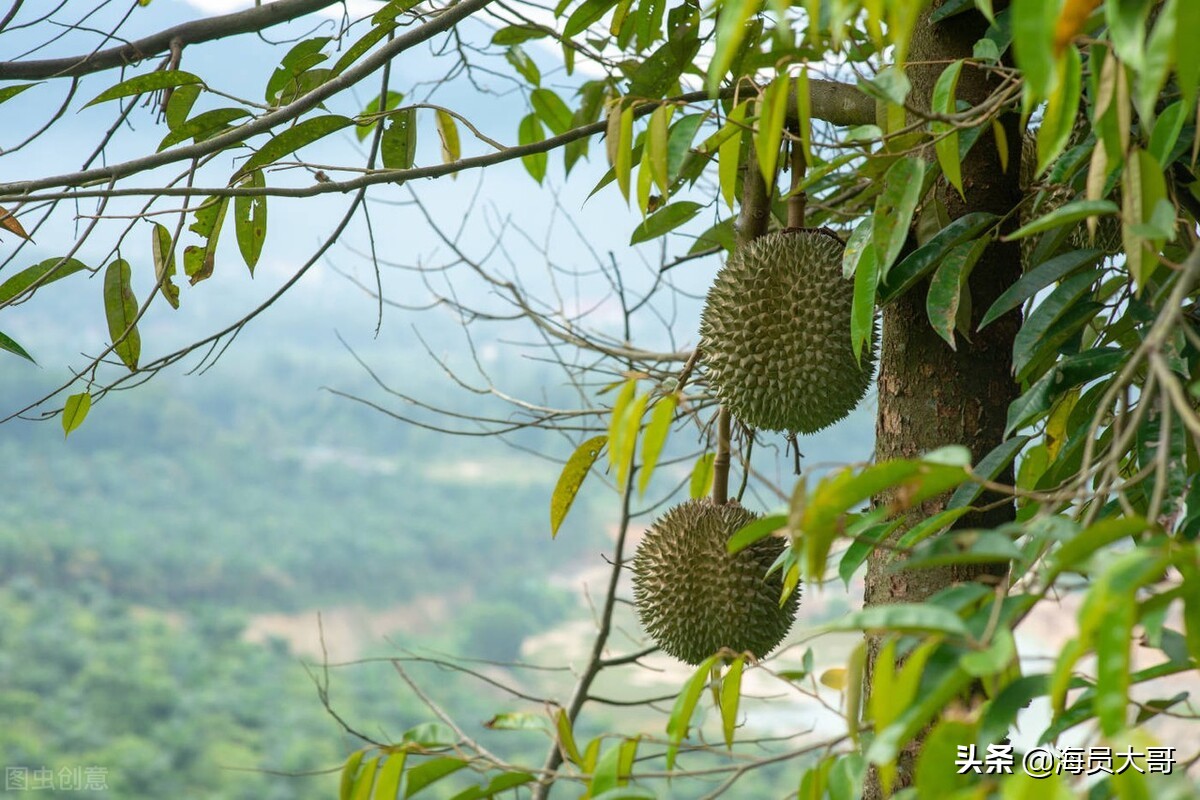 芒果tv直播欧洲杯吗:芒果tv能不能看欧洲杯