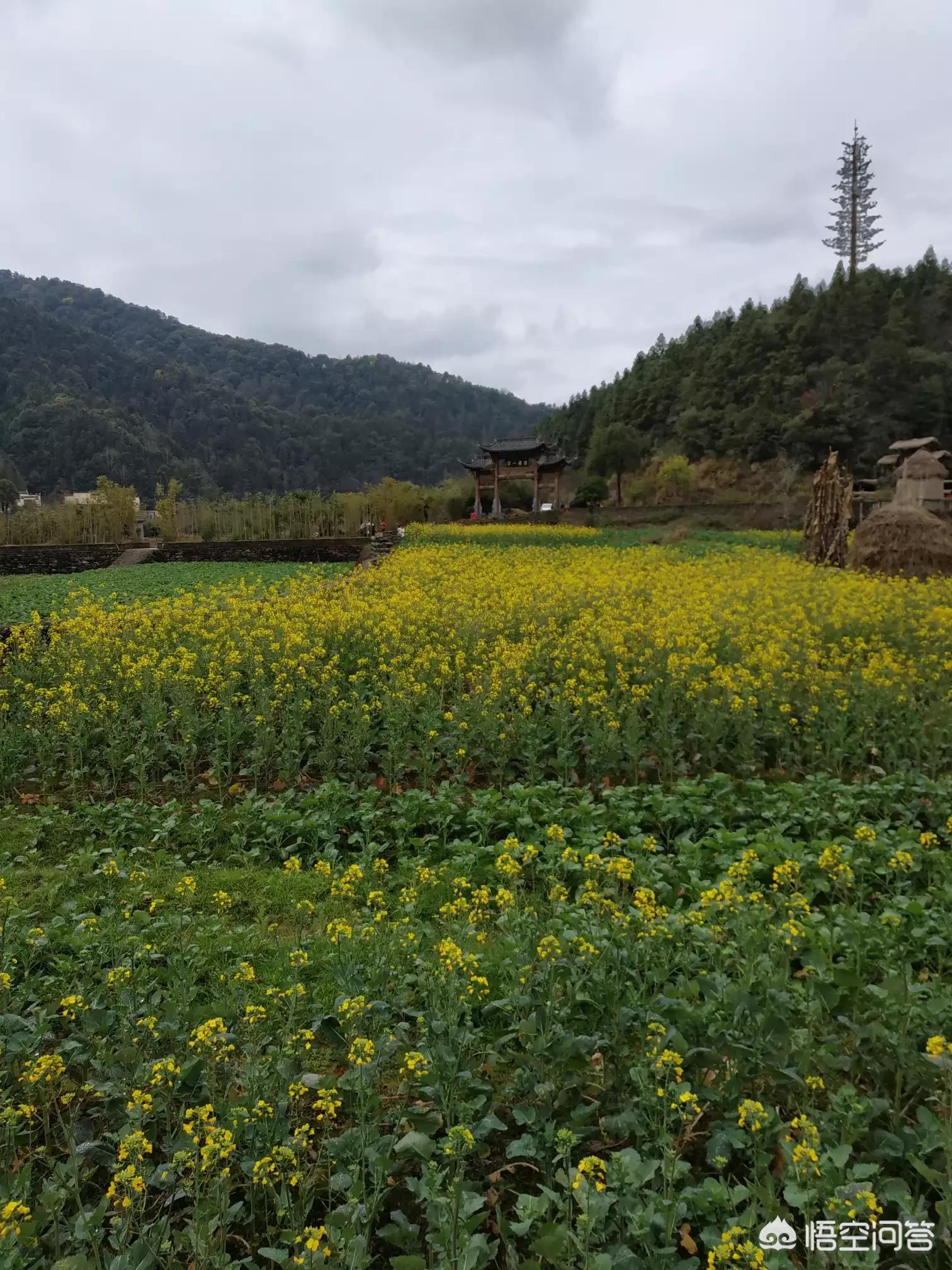 全景体育欧洲杯直播:全景体育欧洲杯直播在哪看