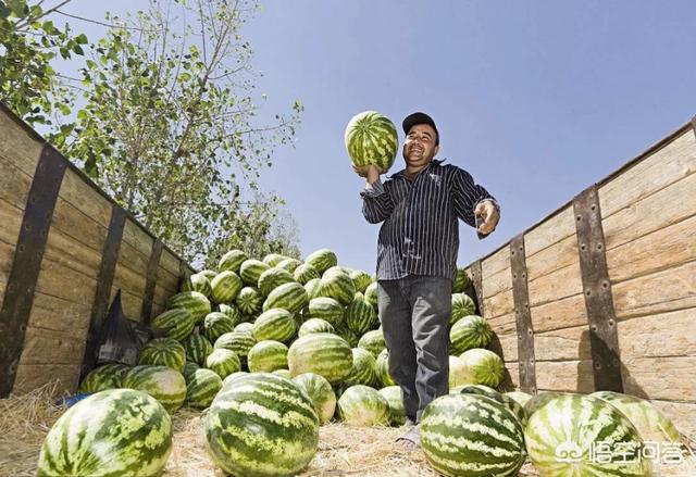 欧洲杯烤羊排视频直播间:欧洲杯烤羊排视频直播间是真的吗