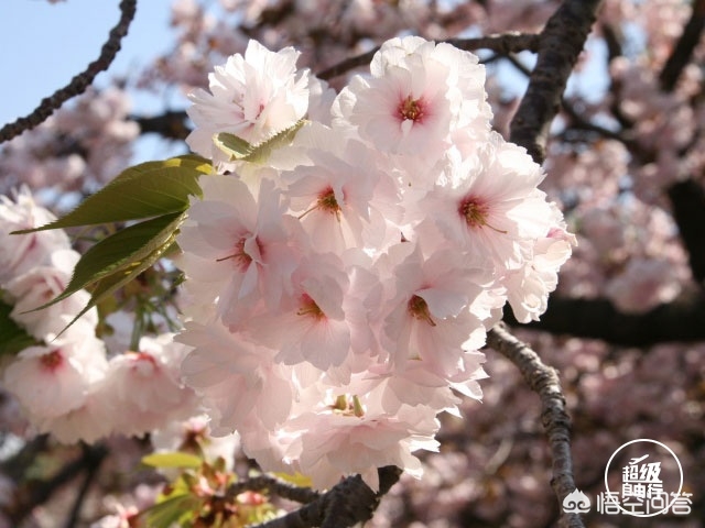 眉山哪里看欧洲杯直播:眉山哪里看欧洲杯直播的