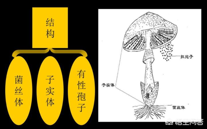 欧洲杯高清直播蓝鲸:欧洲杯直播蓝鲸直播